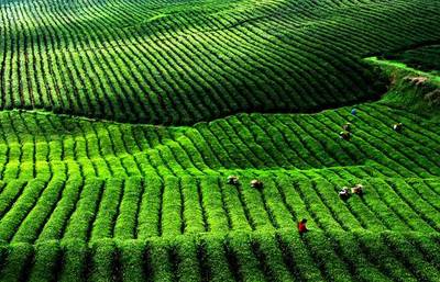 英德千畝紅茶谷 茶文化體驗與科技交融的徒步之旅